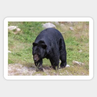 A large Black Bear Sticker
